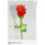 Poczta kwiatowa piękna Róża na prezent walentynki i dzień kobiet